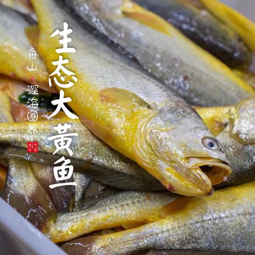 闹妈海鲜】[热气]舟山东极岛生态大黄鱼 9两-1斤之间/条 商品图0