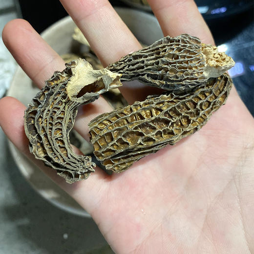 鲜珥家高海拔羊肚菌C级 野生菌干货煲汤干货50g 商品图1