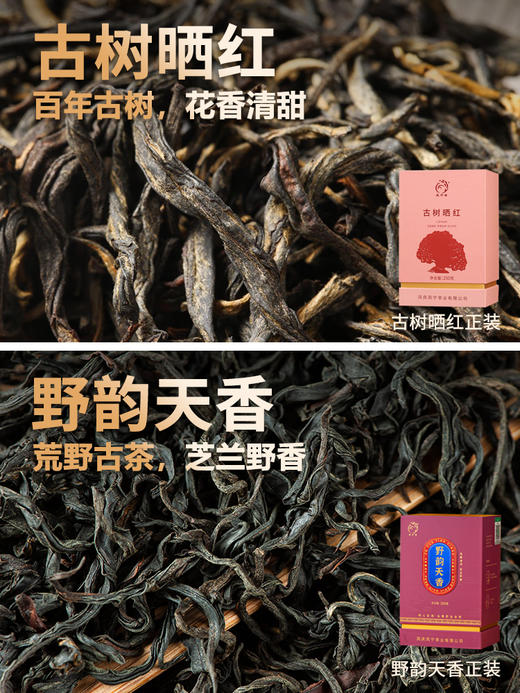 凤宁号 | 臻品茶集合12*4g（12泡） 商品图6