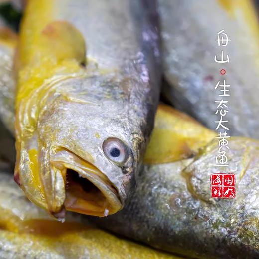 闹妈海鲜】[热气]舟山东极岛生态大黄鱼 9两-1斤之间/条 商品图1