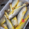 闹妈海鲜】[热气]舟山东极岛生态大黄鱼 9两-1斤之间/条 商品缩略图2