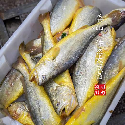 闹妈海鲜】[热气]舟山东极岛生态大黄鱼 9两-1斤之间/条 商品图2