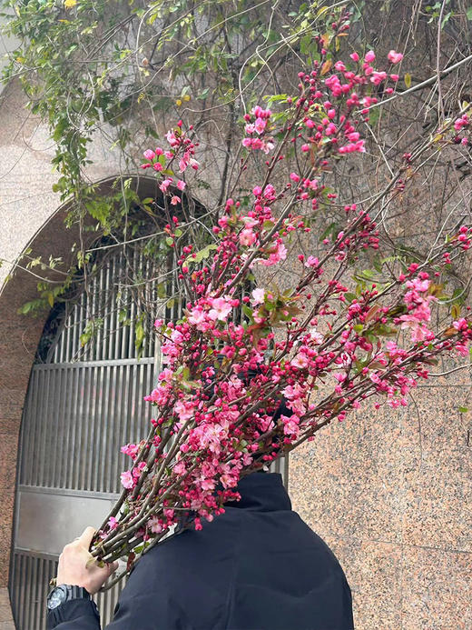 垂丝海棠鲜切花1扎 商品图3