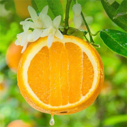 【E家生活】秭归伦晚春橙  新鲜上市~香甜爆汁 商品图0