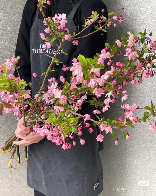 垂丝海棠鲜切花1扎 商品图0