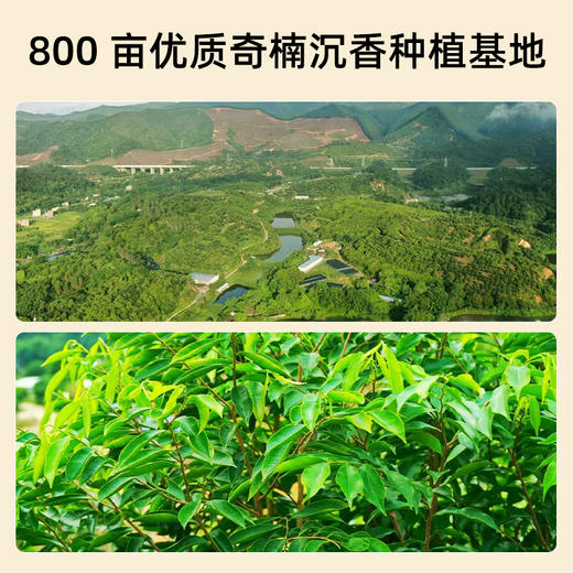 祥聚禅丨沉香叶茶 代用茶 礼盒装 96g 商品图2