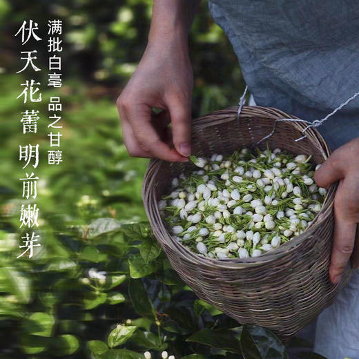 2024好礼 | 顺时而饮自用装茉莉花茶65g 明前福鼎大白毫芽头茶坯 商品图3