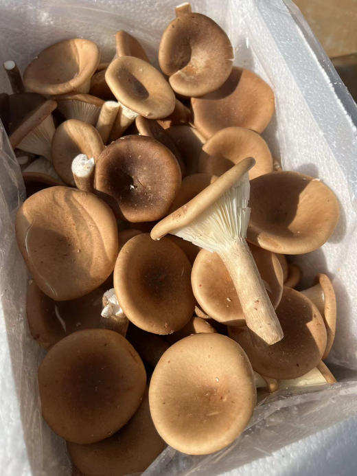 猪肚菇不仅味道鲜美，对人体健康带来多方面的益处，它富含蛋白质、膳食纤维、维生素和矿物质！口感爽脆鲜嫩！3斤/箱 商品图1