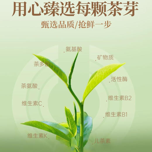 华祥苑茶叶 星时光 福鼎寿眉白茶 袋装 50g 商品图1