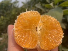 【花皮果秒杀】【顺丰包邮➕保温】【2026全新采摘明日见柑橘，口感鲜美多汁基地直邮