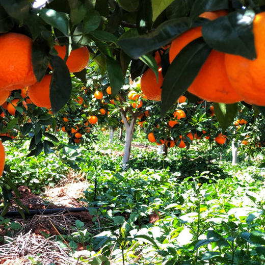 云南生态沃柑450g 皮薄肉厚甜蜜多汁京津冀满百包邮 商品图4