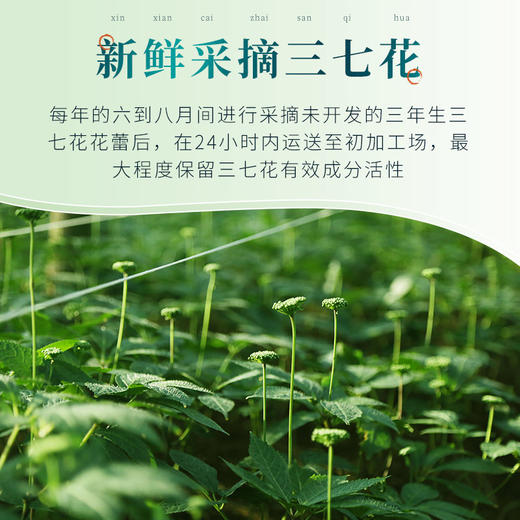 苗乡三七花正品官方旗舰店云南文山特产田七花非野生三七花 商品图3