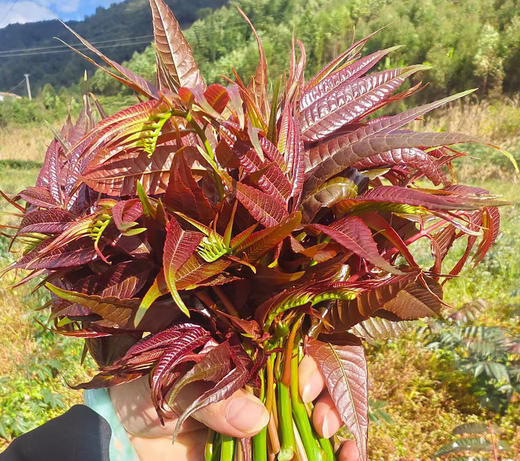 云南高原头茬香椿芽200克 商品图0