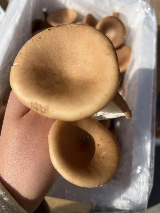 猪肚菇不仅味道鲜美，对人体健康带来多方面的益处，它富含蛋白质、膳食纤维、维生素和矿物质！口感爽脆鲜嫩！3斤/箱 商品图0