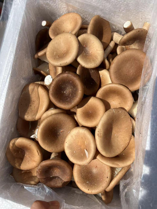 猪肚菇不仅味道鲜美，对人体健康带来多方面的益处，它富含蛋白质、膳食纤维、维生素和矿物质！口感爽脆鲜嫩！3斤/箱 商品图3