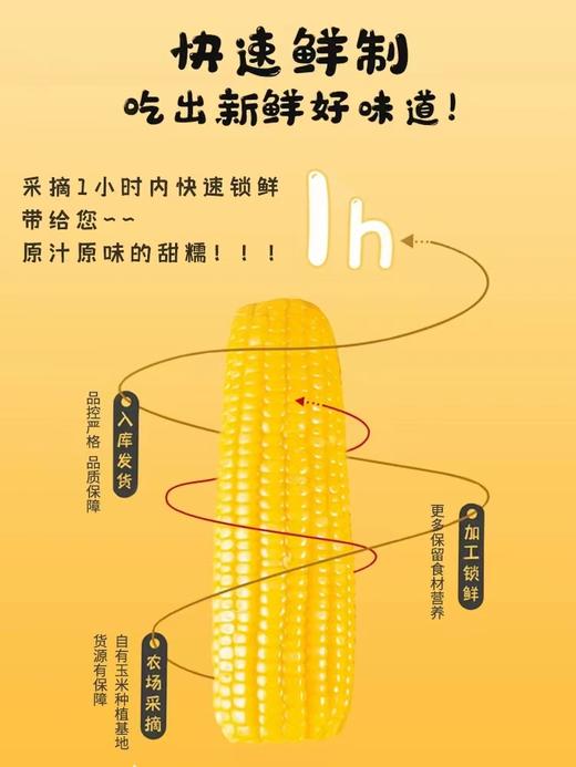 自营（山蒙海时）-傻小胖内蒙古绿色非转基因鲜糯玉米真空包装甜玉米粘苞米礼盒装2kg 商品图2