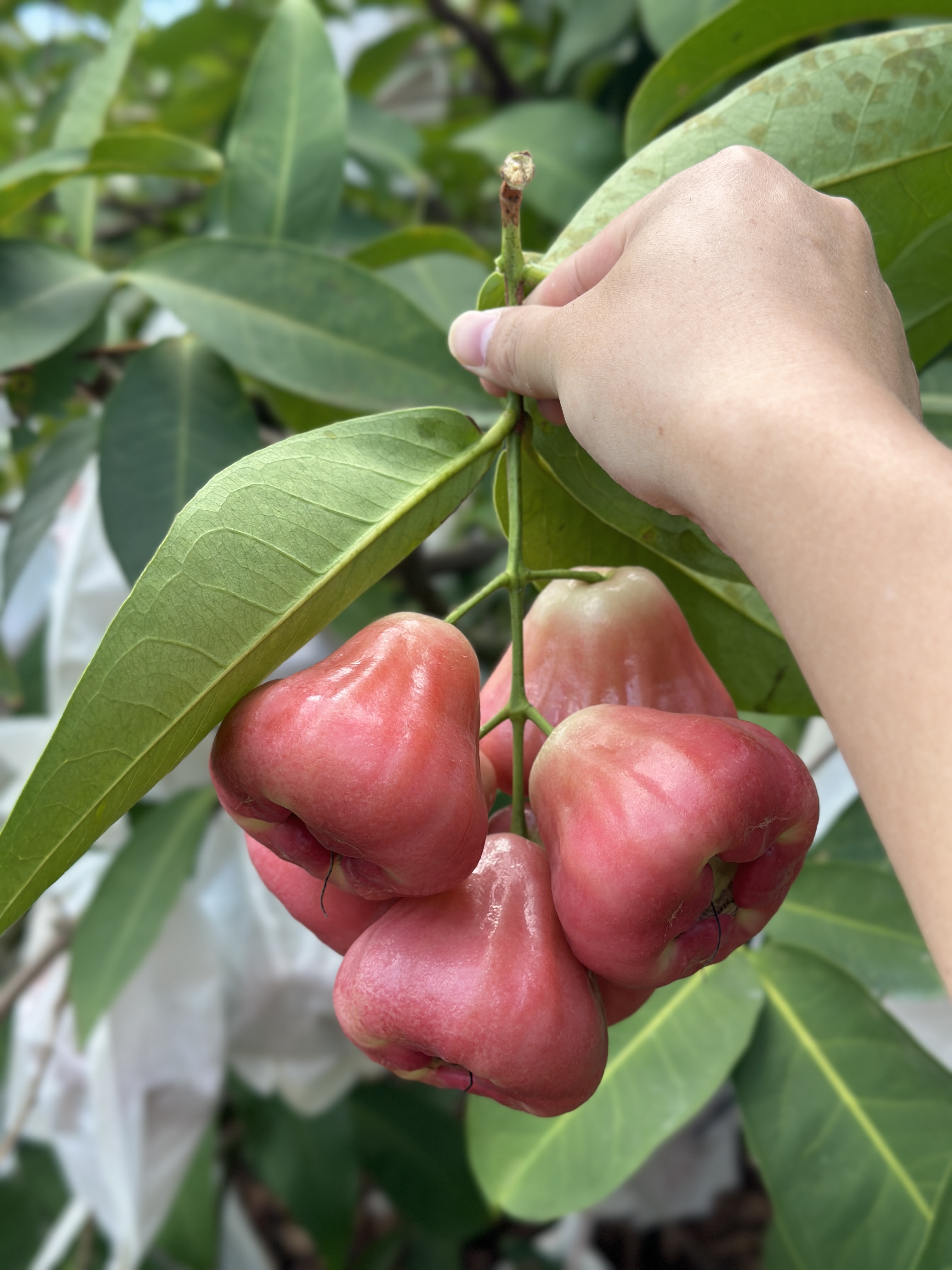"长在树上的矿泉水" 牛奶莲雾 外表是喜人的粉红色💖