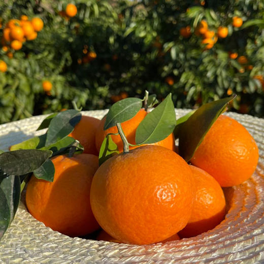 云南生态沃柑450g 皮薄肉厚甜蜜多汁京津冀满百包邮 商品图3