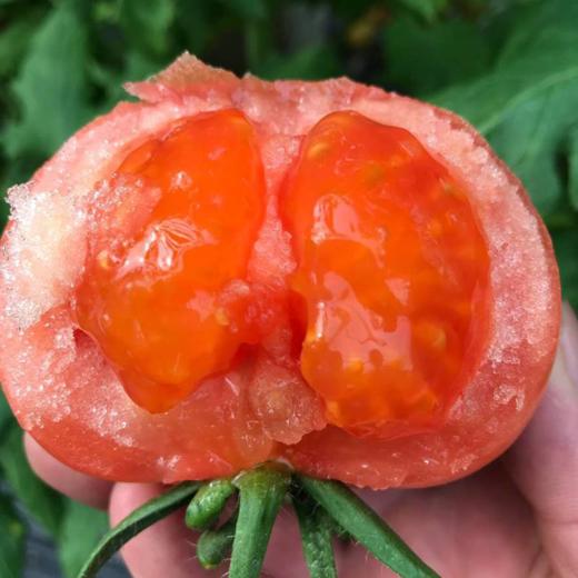 普罗旺斯西红柿 | 酸甜沙瓤原汁原味 一口爆汁 九分甜一分酸 色泽鲜艳个大饱满 富含满满营养 商品图5