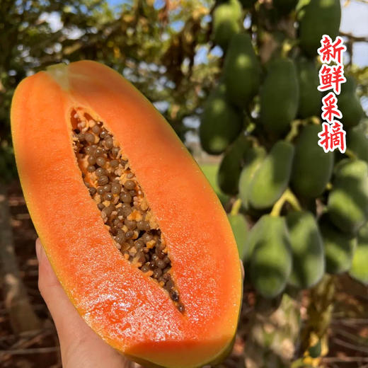 品城记甄选 【树上熟冰糖红心木瓜】 自然树上熟 果香浓郁 甜蜜多汁细腻爽口 收到可直接吃 3斤/5斤/9斤装 商品图2