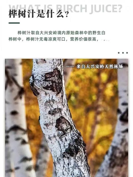 自营（山蒙海时）-冷极白桦树汁原液原始森林桦树汁水瓶装植物饮品饮料礼盒装330ml*6 商品图2