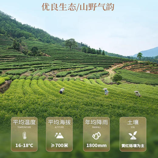 华祥苑茶叶 星时光 福鼎寿眉白茶 袋装 50g 商品图2