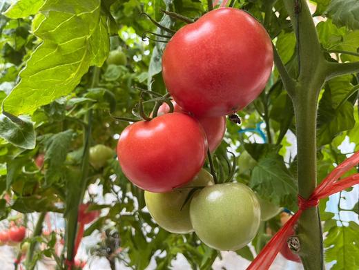 飨实白玉黄瓜+普罗旺斯西红柿双拼 商品图3