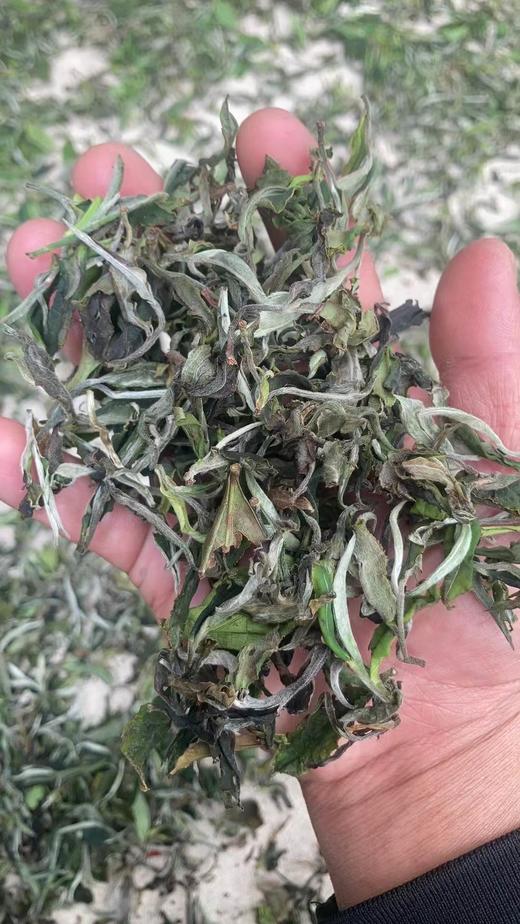 124     有高度的云南白茶●小众产区，2025年头春滑竹梁子●兰香野韵自成一派●一斤装！ 商品图1