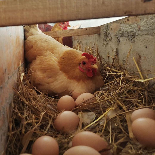 九华山散养土鸡蛋当季新鲜现捡深山农家土鸡蛋草鸡蛋一元一个 商品图12