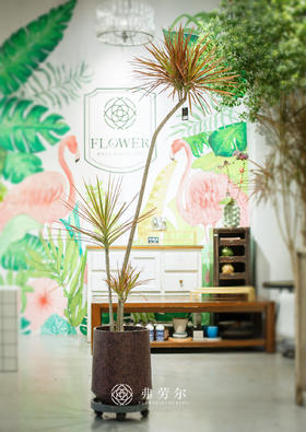 红圆聚酯盆 七彩千年木