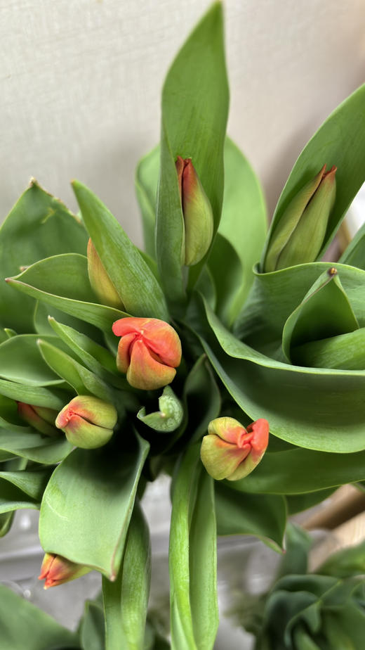 【国产郁金香】  橙色  10枝/扎 商品图4