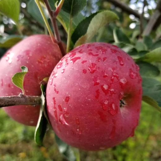 丑苹果6个/约1350g 商品图2