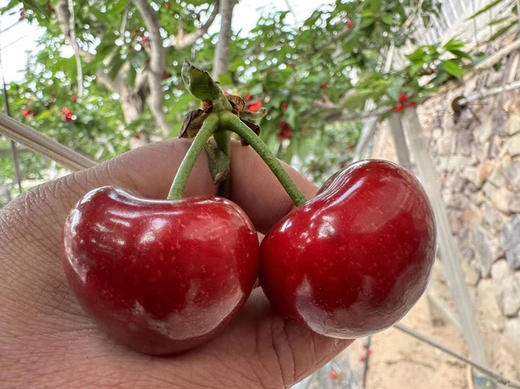 二月二龙抬头，大连基地樱桃福利，现摘现发，中大果混装，3斤/箱 商品图0