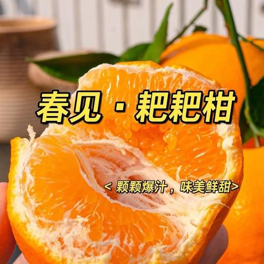 爆甜！春见·耙耙柑/中大果 商品图2