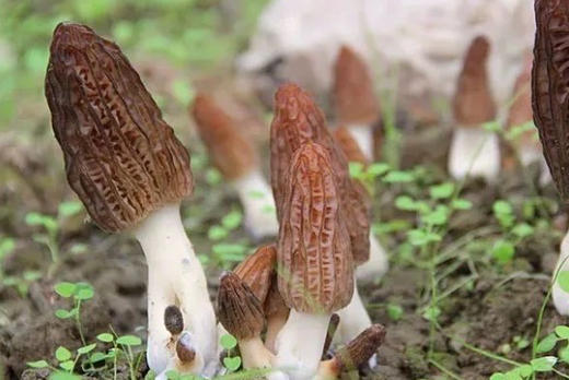 这里是乳山，神奇的北纬37°，早春时节，万物复苏，山东威海乳山羊肚菌正逢上市的时节。羊肚菌，是这个时节，美味的礼物。1斤/箱 商品图2