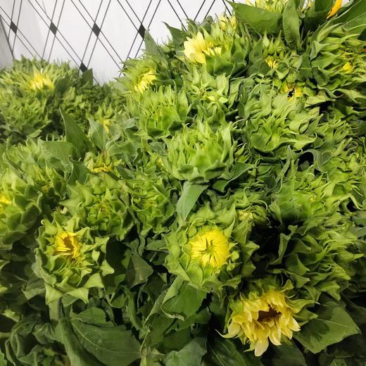 【AN】奶油向日葵 商品图3