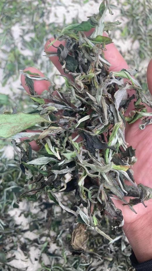 124     有高度的云南白茶●小众产区，2025年头春滑竹梁子●兰香野韵自成一派●一斤装！ 商品图0