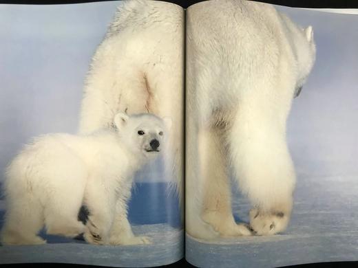 消失的世界：濒临灭绝的北极 约百幅插图 精装大16开 商品图14