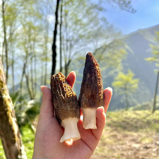这里是乳山，神奇的北纬37°，早春时节，万物复苏，山东威海乳山羊肚菌正逢上市的时节。羊肚菌，是这个时节，美味的礼物。1斤/箱 商品图0