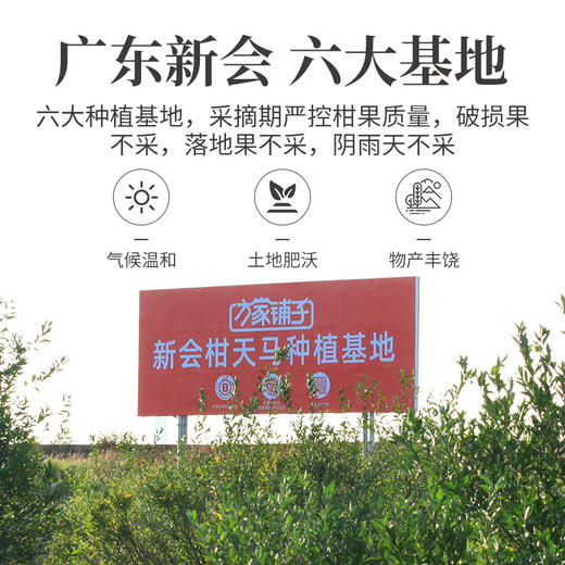 正宗新会陈皮50g/盒装（十年） 商品图7