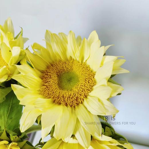 【AN】奶油向日葵 商品图1