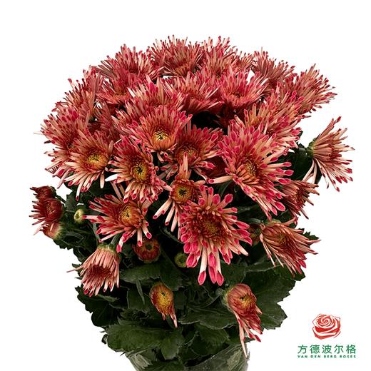 市场小菊-草莓糖果 10枝一扎 商品图0