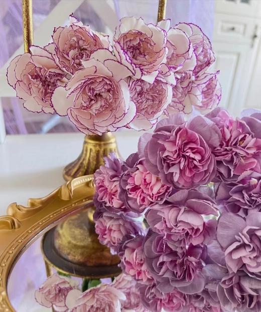 【AN】野马紫精灵康乃馨 复古高级 商品图3