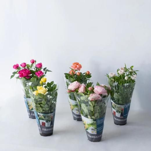 【AN】玫瑰盆栽不同色两盆 商品图1