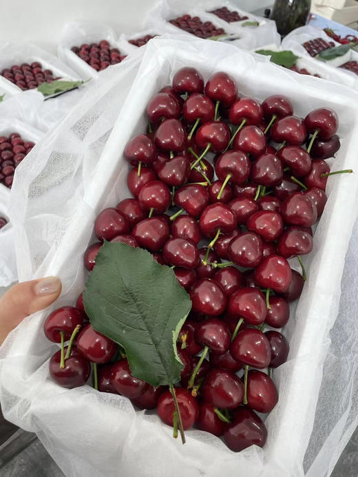 二月二龙抬头，大连基地樱桃福利，现摘现发，中大果混装，3斤/箱 商品图2