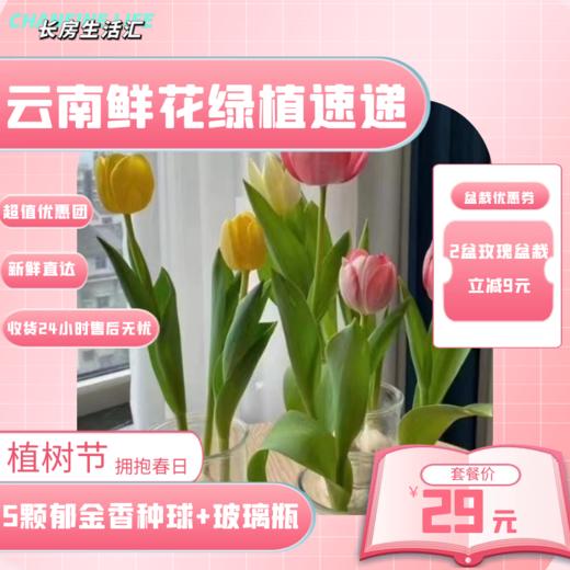 【AN】郁金香种球精品套装  植树节☘️拥抱春日💕 商品图0