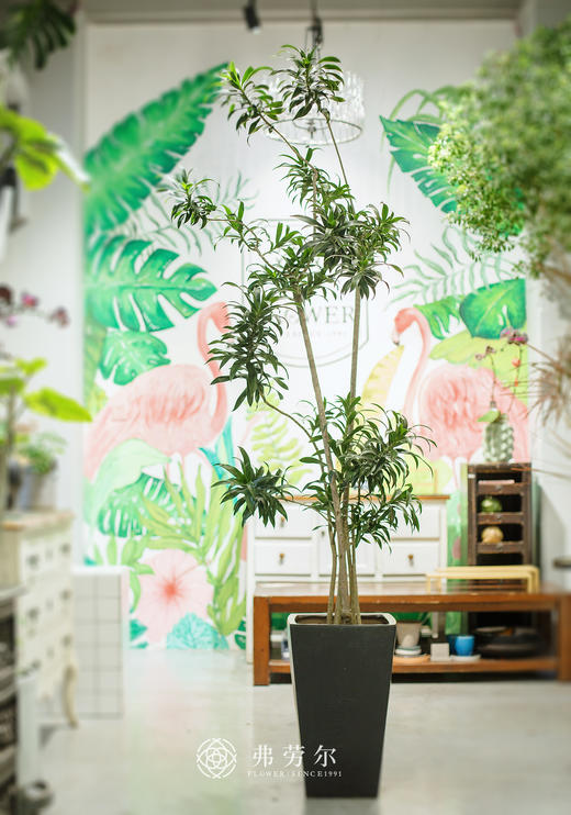 JT黑方盆-百合竹 商品图0