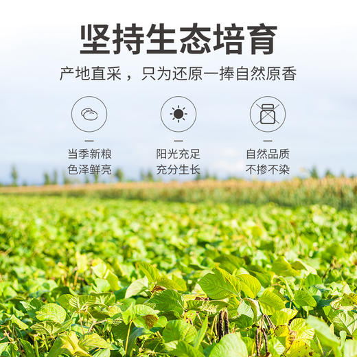 绿豆1kg/米砖 商品图8