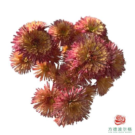 市场小菊-草莓糖果 10枝一扎 商品图1