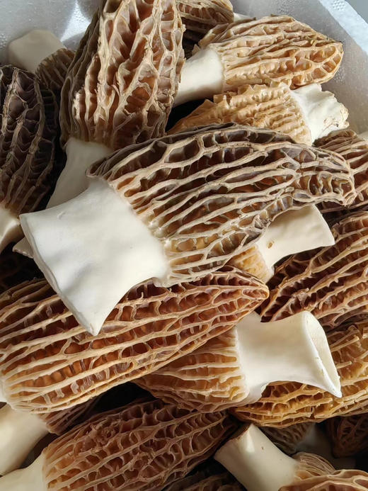 这里是乳山，神奇的北纬37°，早春时节，万物复苏，山东威海乳山羊肚菌正逢上市的时节。羊肚菌，是这个时节，美味的礼物。1斤/箱 商品图3